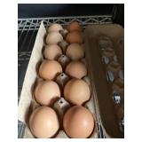 1 Doz. Plymouth Rock Eggs