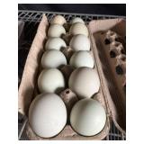1 Doz. Americana Eggs