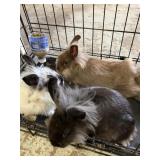 1/2 Dwarf 1/2 Lionhead Rabbits