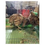 Quail