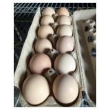 1 Doz. Plymouth Rock Eggs
