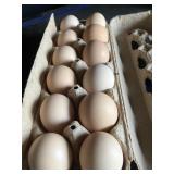 1 Doz. Plymouth Rock Eggs