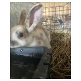 mini rex buck