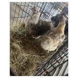 Silkie hens