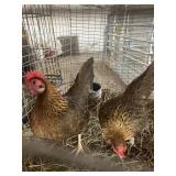 bb red old english hens