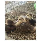 chocolate muscovy ducklings