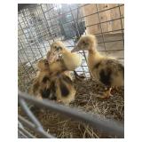 Ancona ducklings