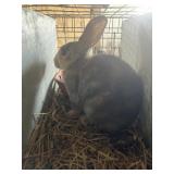mini rex doe
