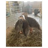 young guineas