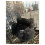 black silkie hens