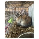 mini rex buck