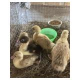 muscovy ducklings