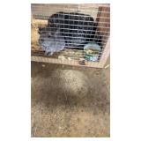 Chinchillas - 6/1/26