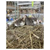 GUINEA KEETS