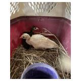 TURKEY POULTS