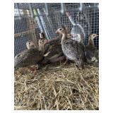 GUINEA KEETS