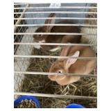 Mini Rex pair