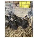 CALL DUCKLINGS