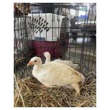 WHITE GUINEAS