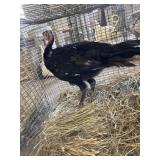 Blk Spanish Turkey Pullet