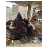 laughing chickens young pairs