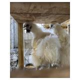 white silkies pair