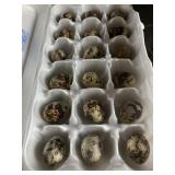 Quail Eggs