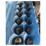 Quail Eggs