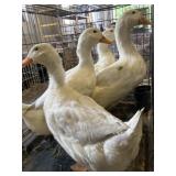Pekin Ducks