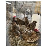 Quartnix Quail