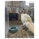Broad Breasted White Turkey Pullets