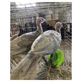 Blue Slate Turkey Pullets