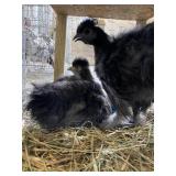 black silkie pair