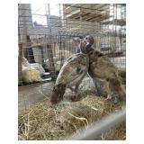Turkey Pullets