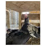 bantams