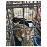 newzealand bunnies