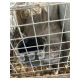 blue holister buck with pedigree