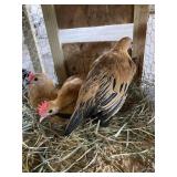 red ginger pair old english