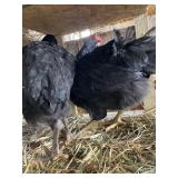 jersey giant pair