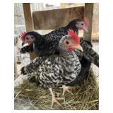 barred rock bantams