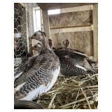 pied guinea keets