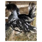 Silver laced polish pair