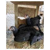 dark cornish bantam