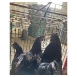ayam cemani chickens
