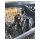 ayam cemani