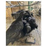 ayam cemani chickens