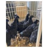 ayam cemani