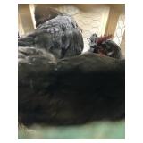 ayam cemani