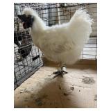 white silkie rooster