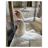 meat birds